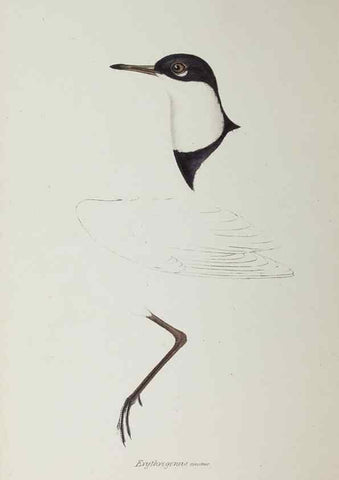 Reproducción/Reproduction 28686989623: A synopsis of the birds of Australia, and the adjacent Islands /. London :John Gould,1837.