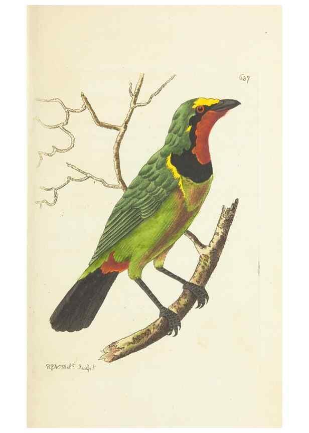 Reproducción/Reproduction 29064797880: The naturalist's miscellany, or Coloured figures of natural objects. London :Printed for Nodder & Co.,1789-1813