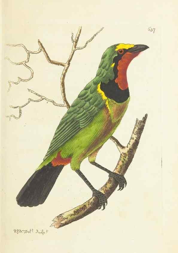 Reproducción/Reproduction 29064797880: The naturalist's miscellany, or Coloured figures of natural objects. London :Printed for Nodder & Co.,1789-1813