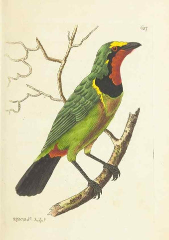 Reproducción/Reproduction 29064797880: The naturalist's miscellany, or Coloured figures of natural objects. London :Printed for Nodder & Co.,1789-1813