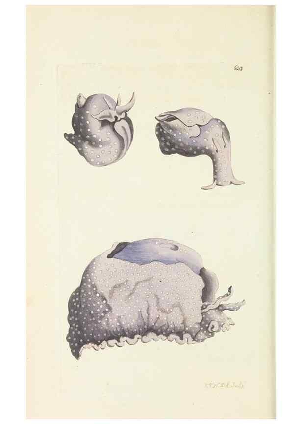 Reproducción/Reproduction 28728946354: The naturalist's miscellany, or Coloured figures of natural objects. London :Printed for Nodder & Co.,1789-1813