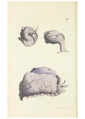 Reproducción/Reproduction 28728946354: The naturalist's miscellany, or Coloured figures of natural objects. London :Printed for Nodder & Co.,1789-1813