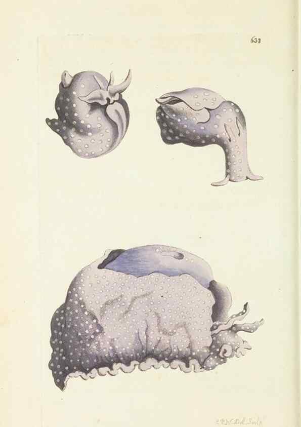 Reproducción/Reproduction 28728946354: The naturalist's miscellany, or Coloured figures of natural objects. London :Printed for Nodder & Co.,1789-1813