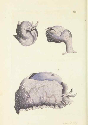 Reproducción/Reproduction 28728946354: The naturalist's miscellany, or Coloured figures of natural objects. London :Printed for Nodder & Co.,1789-1813