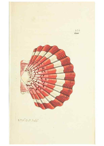 Reproducción/Reproduction 29244216462: The naturalist's miscellany, or Coloured figures of natural objects. London :Printed for Nodder & Co.,1789-1813