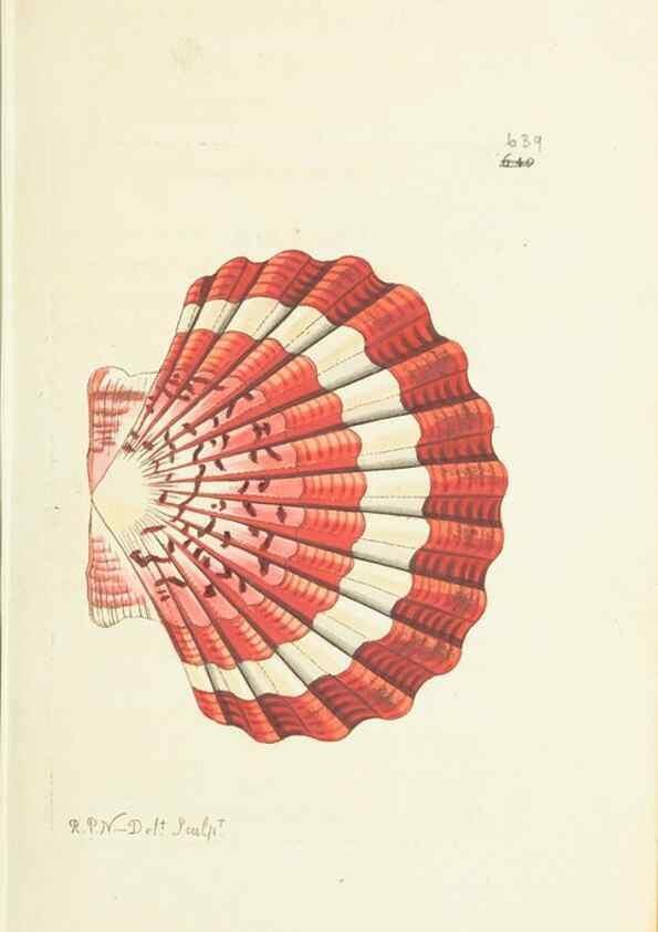 Reproducción/Reproduction 29244216462: The naturalist's miscellany, or Coloured figures of natural objects. London :Printed for Nodder & Co.,1789-1813