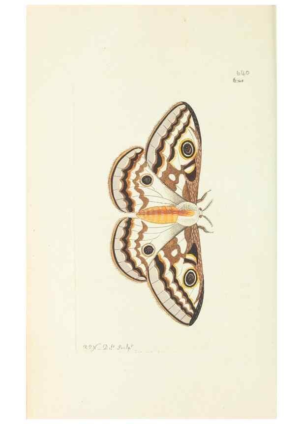 Reproducción/Reproduction 28728950874: The naturalist's miscellany, or Coloured figures of natural objects. London :Printed for Nodder & Co.,1789-1813