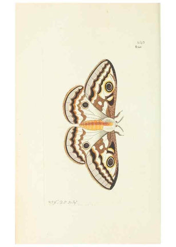 Reproducción/Reproduction 28728950874: The naturalist's miscellany, or Coloured figures of natural objects. London :Printed for Nodder & Co.,1789-1813