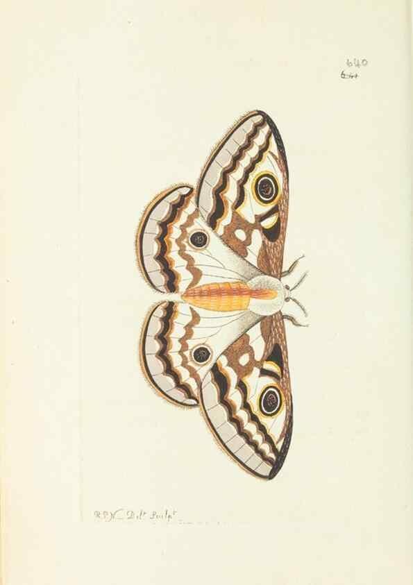 Reproducción/Reproduction 28728950874: The naturalist's miscellany, or Coloured figures of natural objects. London :Printed for Nodder & Co.,1789-1813