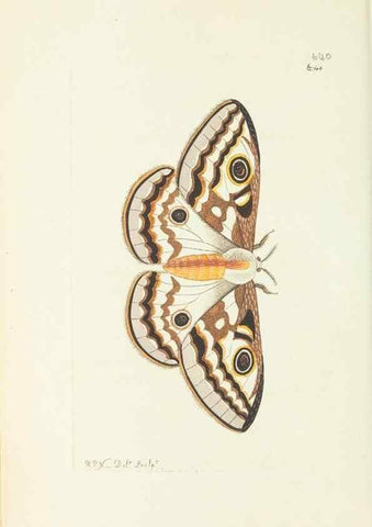 Reproducción/Reproduction 28728950874: The naturalist's miscellany, or Coloured figures of natural objects. London :Printed for Nodder & Co.,1789-1813