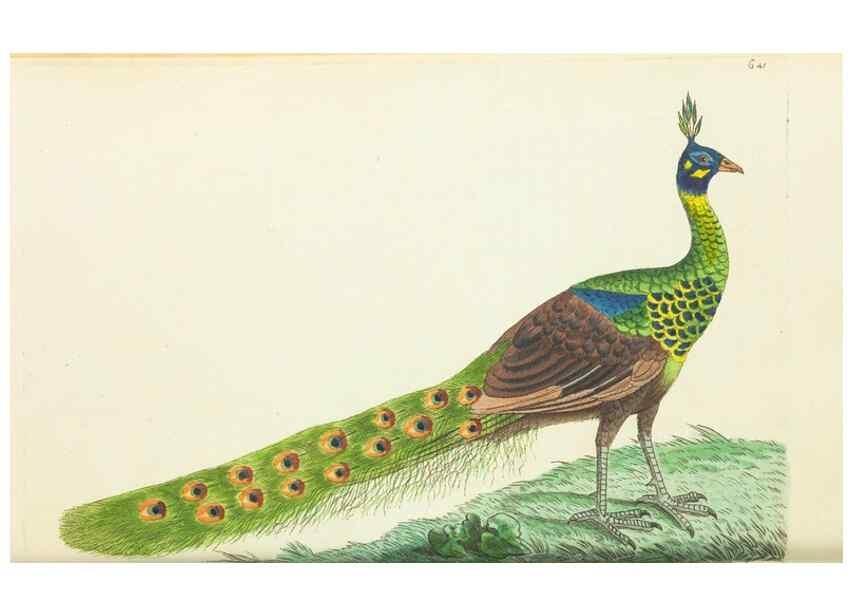 Reproducción/Reproduction 28728953244: The naturalist's miscellany, or Coloured figures of natural objects. London :Printed for Nodder & Co.,1789-1813