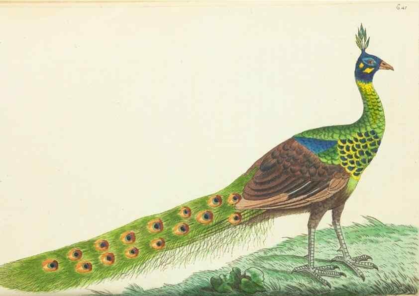 Reproducción/Reproduction 28728953244: The naturalist's miscellany, or Coloured figures of natural objects. London :Printed for Nodder & Co.,1789-1813