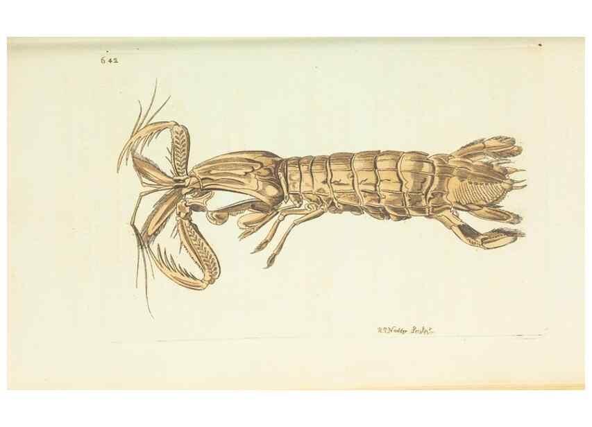 Reproducción/Reproduction 29273552871: The naturalist's miscellany, or Coloured figures of natural objects. London :Printed for Nodder & Co.,1789-1813