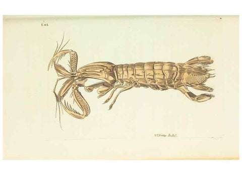 Reproducción/Reproduction 29273552871: The naturalist's miscellany, or Coloured figures of natural objects. London :Printed for Nodder & Co.,1789-1813