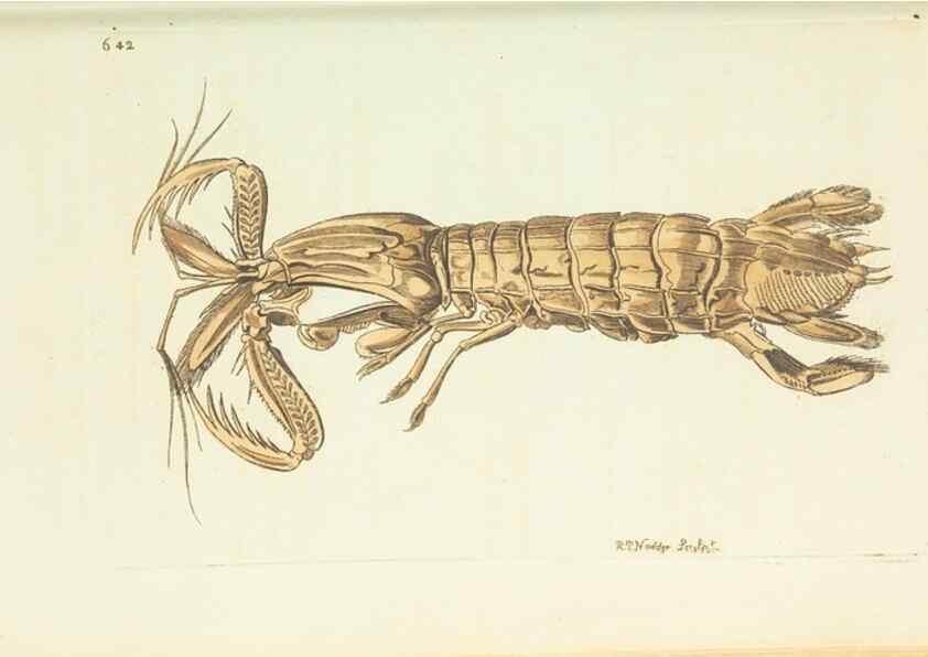 Reproducción/Reproduction 29273552871: The naturalist's miscellany, or Coloured figures of natural objects. London :Printed for Nodder & Co.,1789-1813
