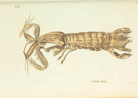 Reproducción/Reproduction 29273552871: The naturalist's miscellany, or Coloured figures of natural objects. London :Printed for Nodder & Co.,1789-1813