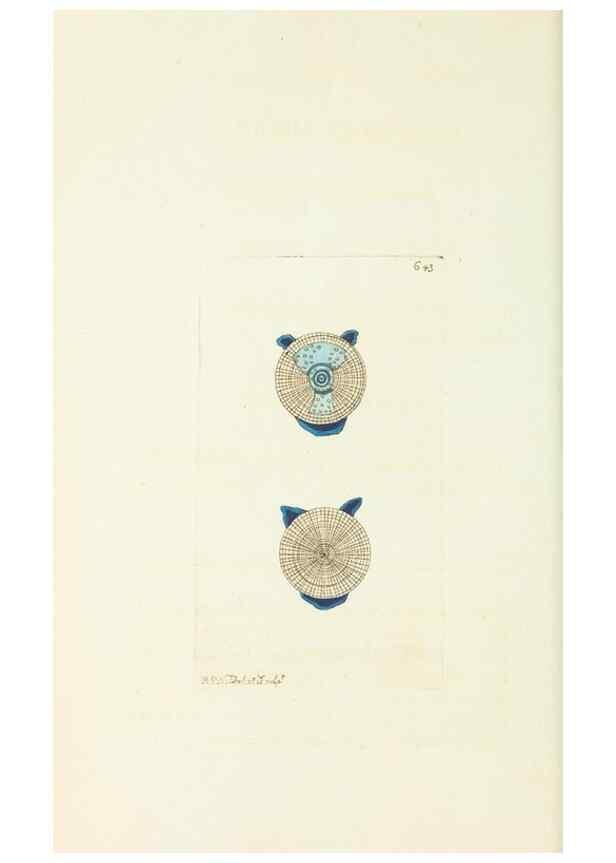 Reproducción/Reproduction 29064816940: The naturalist's miscellany, or Coloured figures of natural objects. London :Printed for Nodder & Co.,1789-1813