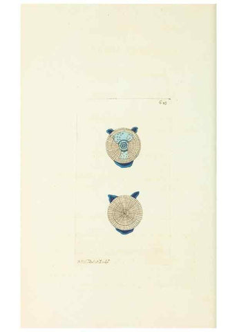 Reproducción/Reproduction 29064816940: The naturalist's miscellany, or Coloured figures of natural objects. London :Printed for Nodder & Co.,1789-1813