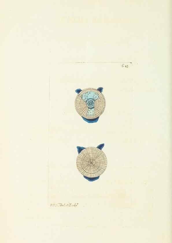 Reproducción/Reproduction 29064816940: The naturalist's miscellany, or Coloured figures of natural objects. London :Printed for Nodder & Co.,1789-1813