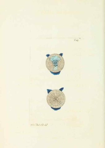 Reproducción/Reproduction 29064816940: The naturalist's miscellany, or Coloured figures of natural objects. London :Printed for Nodder & Co.,1789-1813
