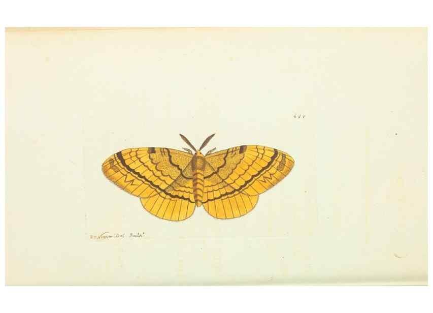 Reproducción/Reproduction 29064818420: The naturalist's miscellany, or Coloured figures of natural objects. London :Printed for Nodder & Co.,1789-1813