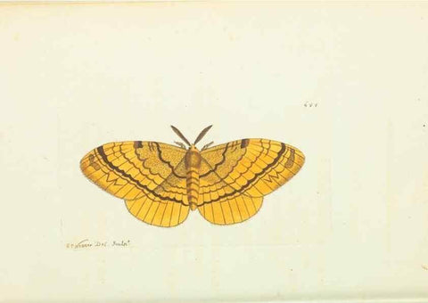 Reproducción/Reproduction 29064818420: The naturalist's miscellany, or Coloured figures of natural objects. London :Printed for Nodder & Co.,1789-1813