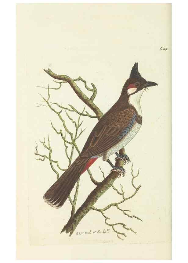 Reproducción/Reproduction 29351970795: The naturalist's miscellany, or Coloured figures of natural objects. London :Printed for Nodder & Co.,1789-1813