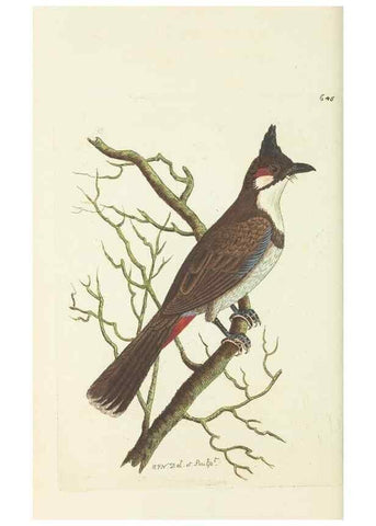 Reproducción/Reproduction 29351970795: The naturalist's miscellany, or Coloured figures of natural objects. London :Printed for Nodder & Co.,1789-1813