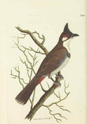 Reproducción/Reproduction 29351970795: The naturalist's miscellany, or Coloured figures of natural objects. London :Printed for Nodder & Co.,1789-1813