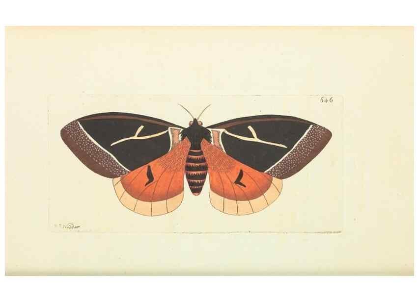Reproducción/Reproduction 28728963734: The naturalist's miscellany, or Coloured figures of natural objects. London :Printed for Nodder & Co.,1789-1813