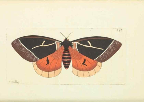 Reproducción/Reproduction 28728963734: The naturalist's miscellany, or Coloured figures of natural objects. London :Printed for Nodder & Co.,1789-1813