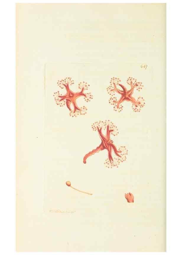 Reproducción/Reproduction 29351978895: The naturalist's miscellany, or Coloured figures of natural objects. London :Printed for Nodder & Co.,1789-1813
