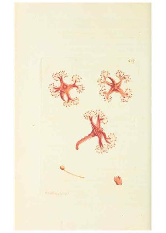 Reproducción/Reproduction 29351978895: The naturalist's miscellany, or Coloured figures of natural objects. London :Printed for Nodder & Co.,1789-1813