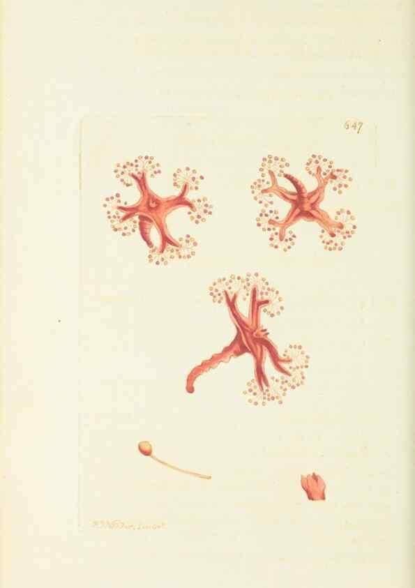 Reproducción/Reproduction 29351978895: The naturalist's miscellany, or Coloured figures of natural objects. London :Printed for Nodder & Co.,1789-1813