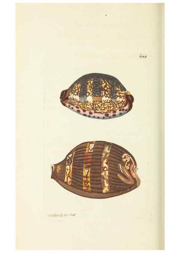 Reproducción/Reproduction 29351984125: The naturalist's miscellany, or Coloured figures of natural objects. London :Printed for Nodder & Co.,1789-1813