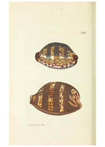 Reproducción/Reproduction 29351984125: The naturalist's miscellany, or Coloured figures of natural objects. London :Printed for Nodder & Co.,1789-1813