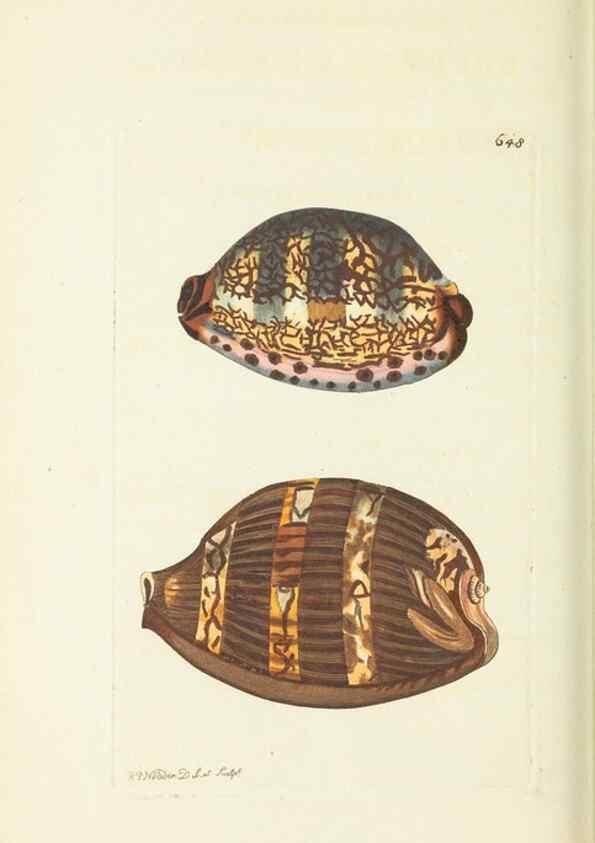 Reproducción/Reproduction 29351984125: The naturalist's miscellany, or Coloured figures of natural objects. London :Printed for Nodder & Co.,1789-1813