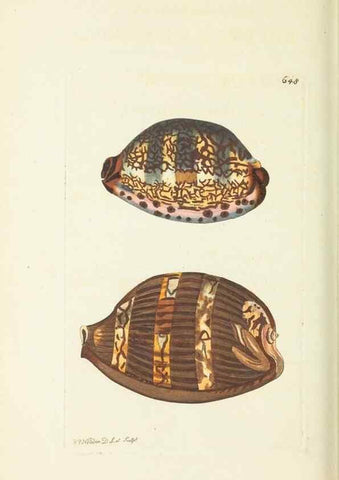 Reproducción/Reproduction 29351984125: The naturalist's miscellany, or Coloured figures of natural objects. London :Printed for Nodder & Co.,1789-1813