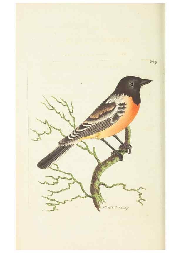 Reproducción/Reproduction 29064827430: The naturalist's miscellany, or Coloured figures of natural objects. London :Printed for Nodder & Co.,1789-1813