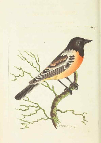 Reproducción/Reproduction 29064827430: The naturalist's miscellany, or Coloured figures of natural objects. London :Printed for Nodder & Co.,1789-1813