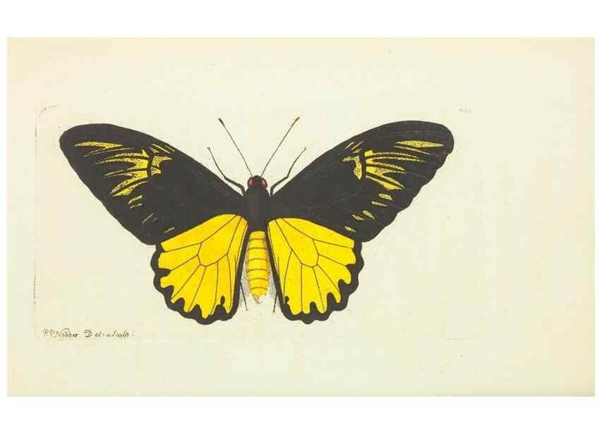 Reproducción/Reproduction 29244248422: The naturalist's miscellany, or Coloured figures of natural objects. London :Printed for Nodder & Co.,1789-1813
