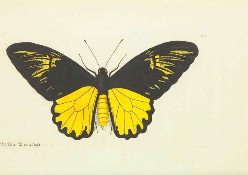 Reproducción/Reproduction 29244248422: The naturalist's miscellany, or Coloured figures of natural objects. London :Printed for Nodder & Co.,1789-1813