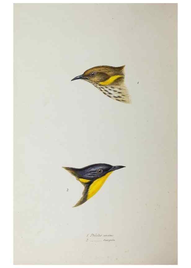 Reproducción/Reproduction 29199519392: A synopsis of the birds of Australia, and the adjacent Islands /. London :John Gould,1837.