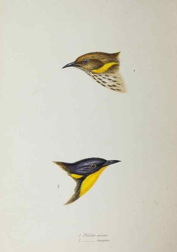 Reproducción/Reproduction 29199519392: A synopsis of the birds of Australia, and the adjacent Islands /. London :John Gould,1837.