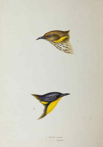 Reproducción/Reproduction 29199519392: A synopsis of the birds of Australia, and the adjacent Islands /. London :John Gould,1837.
