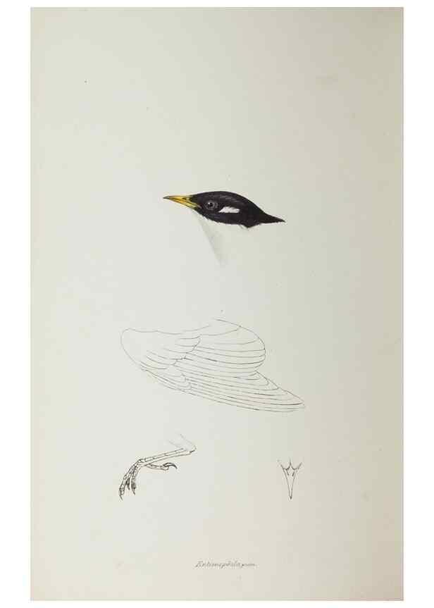 Reproducción/Reproduction 29307738765: A synopsis of the birds of Australia, and the adjacent Islands /. London :John Gould,1837.