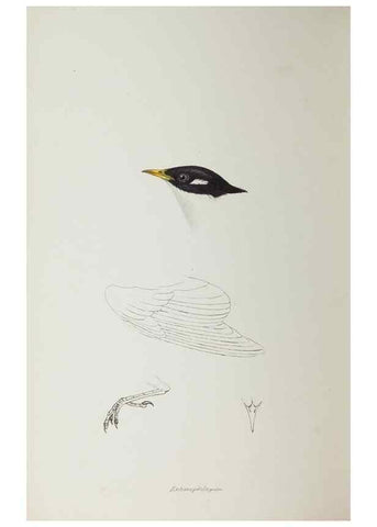 Reproducción/Reproduction 29307738765: A synopsis of the birds of Australia, and the adjacent Islands /. London :John Gould,1837.