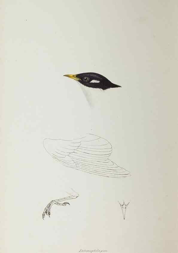Reproducción/Reproduction 29307738765: A synopsis of the birds of Australia, and the adjacent Islands /. London :John Gould,1837.