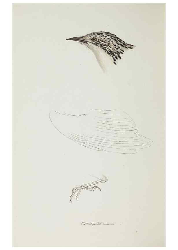 Reproducción/Reproduction 28686980253: A synopsis of the birds of Australia, and the adjacent Islands /. London :John Gould,1837.