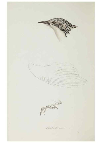 Reproducción/Reproduction 28686980253: A synopsis of the birds of Australia, and the adjacent Islands /. London :John Gould,1837.